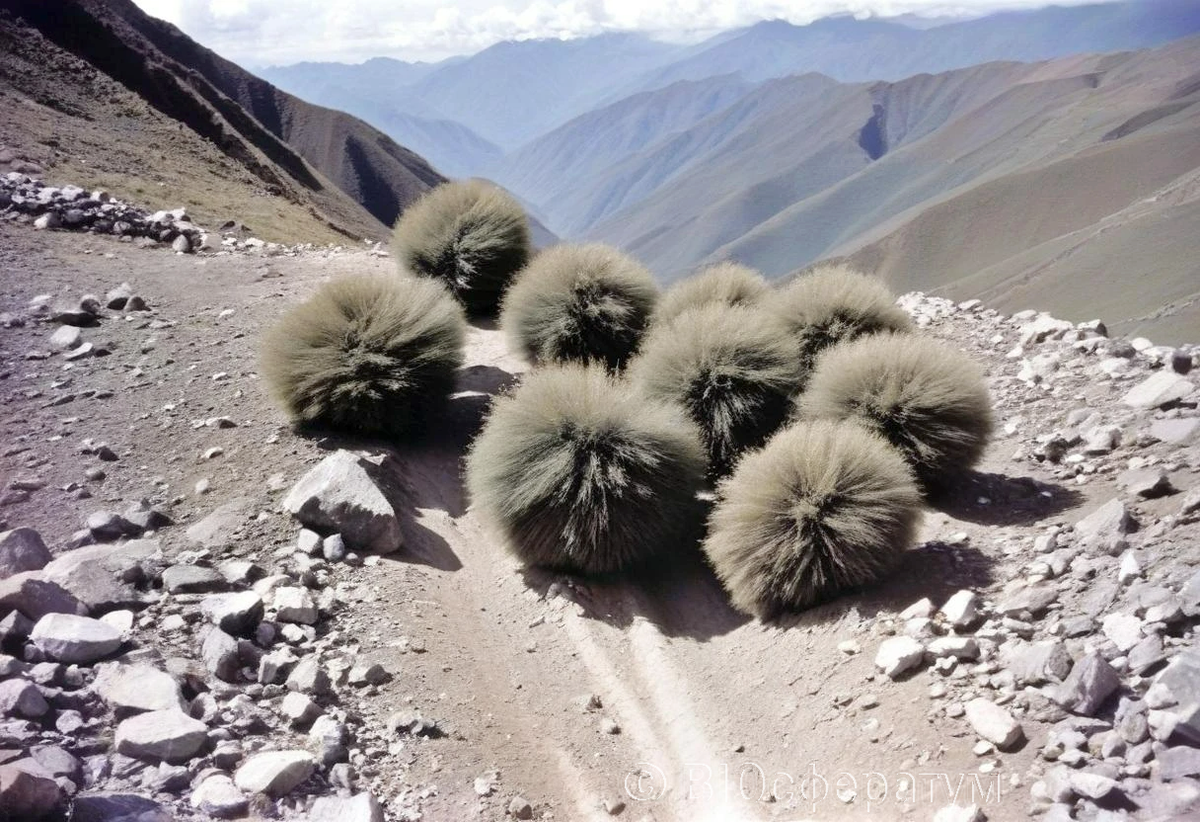 Серые лохматые шарики рассредоточились по местности.