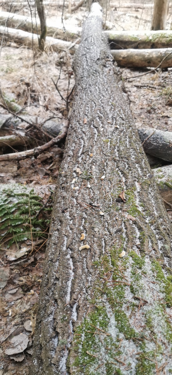 Тут был тетерев.