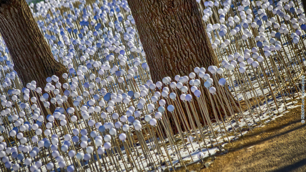 1. Цветы зимние — элехтрические... © NickFW.ru — 24.02.2025г.