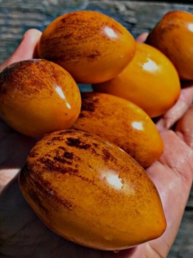 Фото из интернета, так он должен выглядеть.