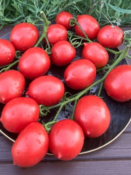 Сызранская пипочка 