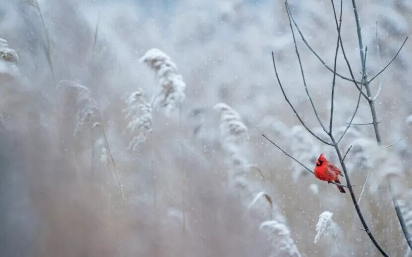    Погода в Ижевске на день: 25 февраля ожидается до -7°С и небольшой снег
