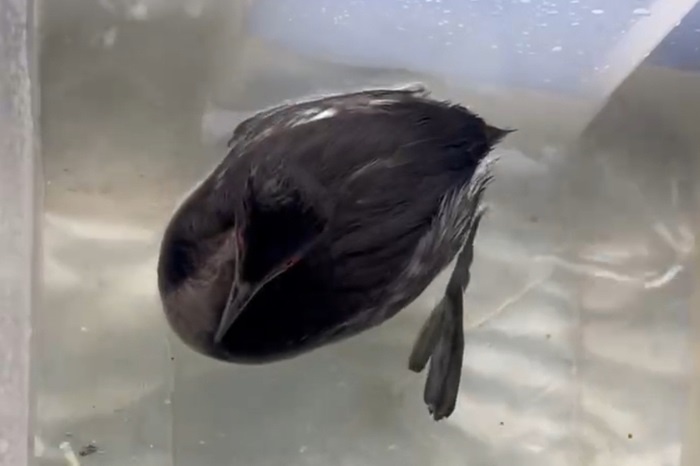 Фото и видео: t.me/sochigeograf