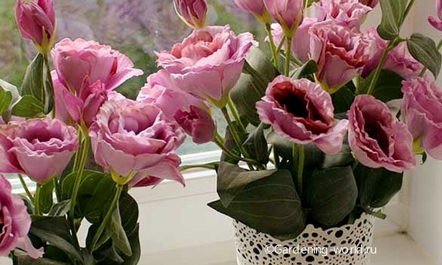 Эустома домашняя — выращивание и уход для начинающих садоводов, пошагово