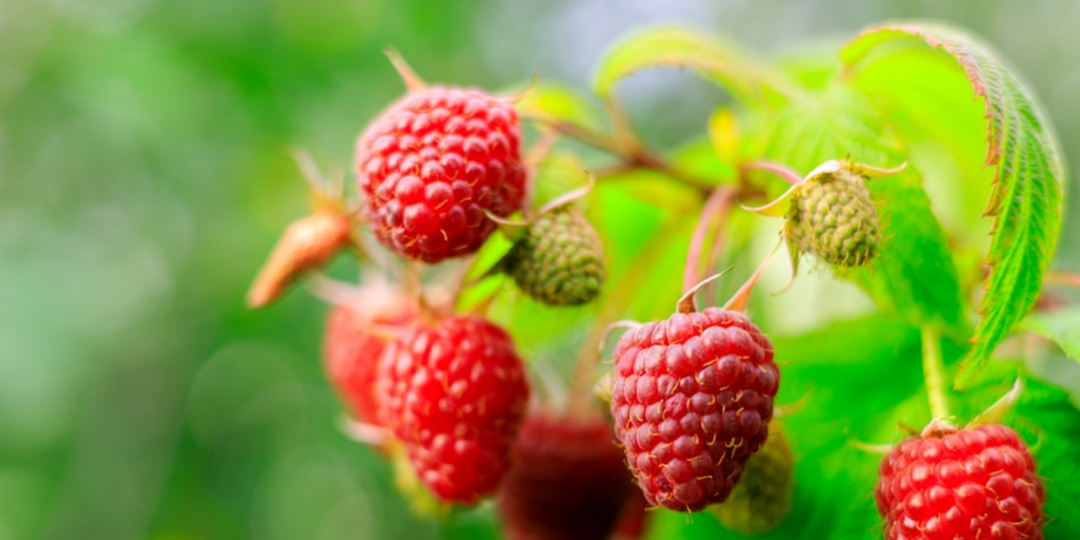 Секреты правильной подкормки малины: мой опыт и наблюдения