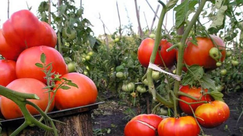 Средний урожай с одного куста по методу белорусского агронома