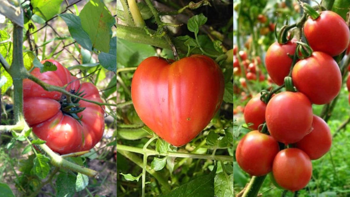 Слева направо: Розовый гигант, Бычье сердце, Де Барао