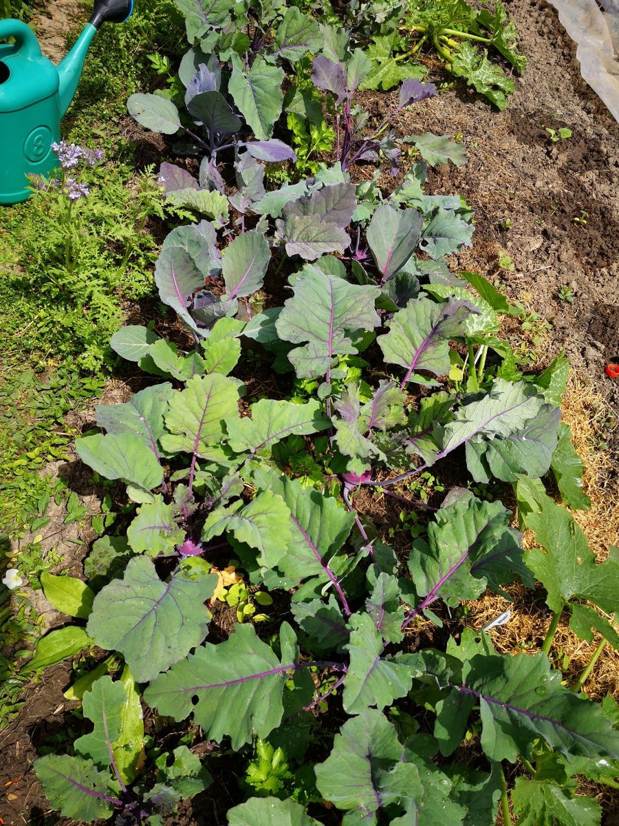 Вот эта грядка, под листьями кольраби сидит сельдерей