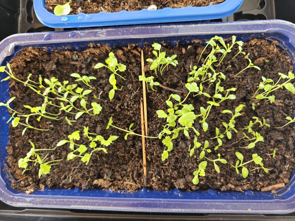 Рассада сельдерея, готовая к пикировке