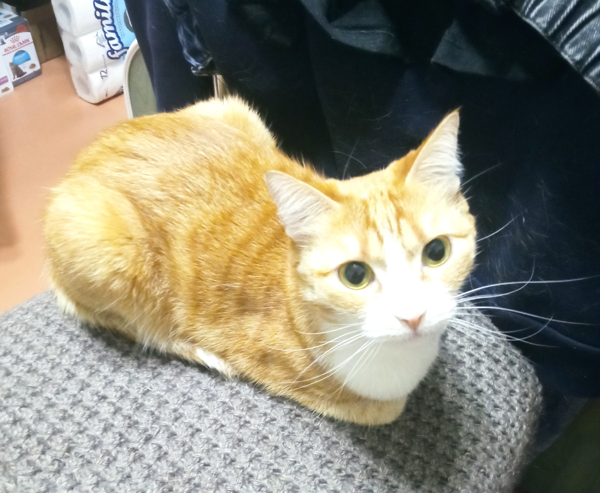 Чубасятина любимая усатая)) Самая ласковая моя кошка из всех трëх))