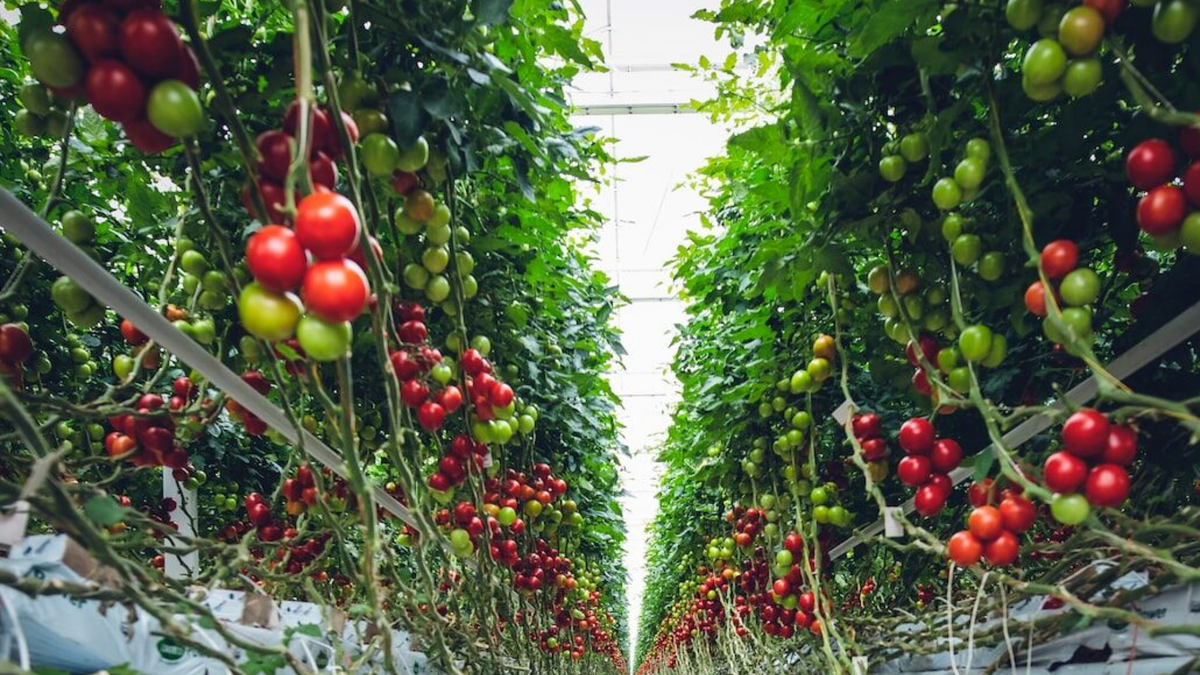 Помидоры в теплицы