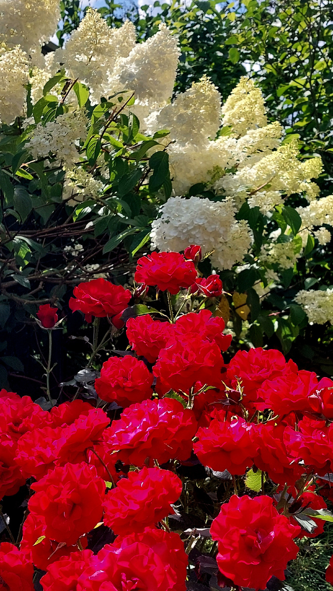 Г. Х. Андерсен. Флорибунда. И метельчатая гортензия Ванилла Фрайз.