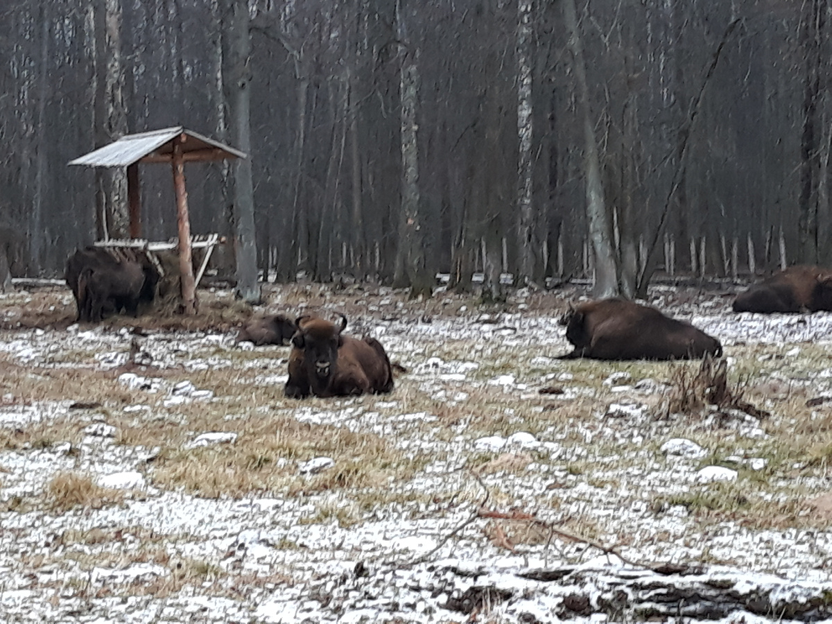 Семья зубров