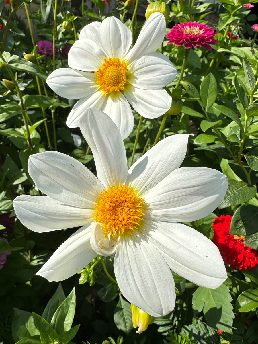 Вот какие они у меня цвели, замечательные, но не те!