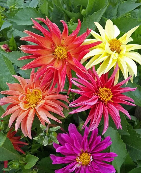 Фотографии этой "кактусовой смеси" с "огородного" каталога.