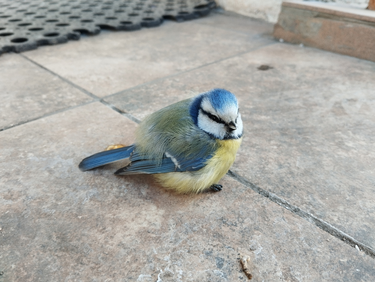 Лазоревка позволяет снимать себя вплотную.