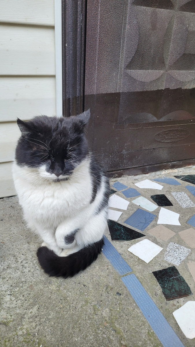 Кот Марк