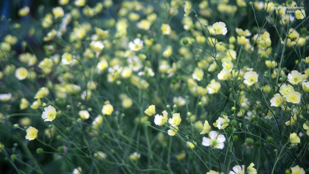 Лютик едкий 'Citrinus'.
