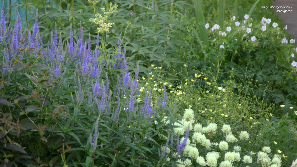Облачко Лютика едкого 'Citrinus' в цветнике.