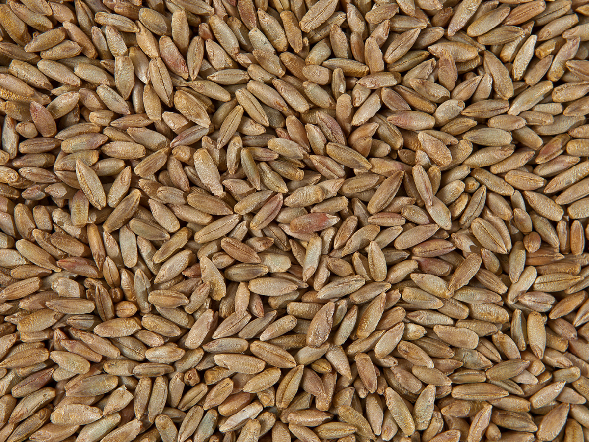 Органическая рожь "Чёрный хлеб"