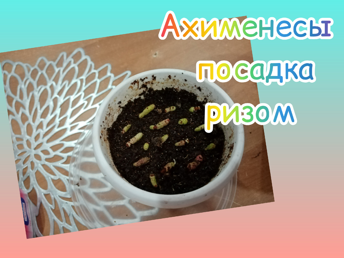 ризомы, готовы к посадке. Фото автора.