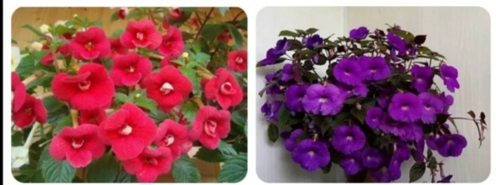 ахименесы в цветении