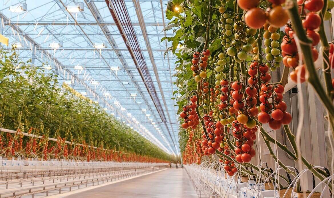 Тепличный комплекс, монокультура