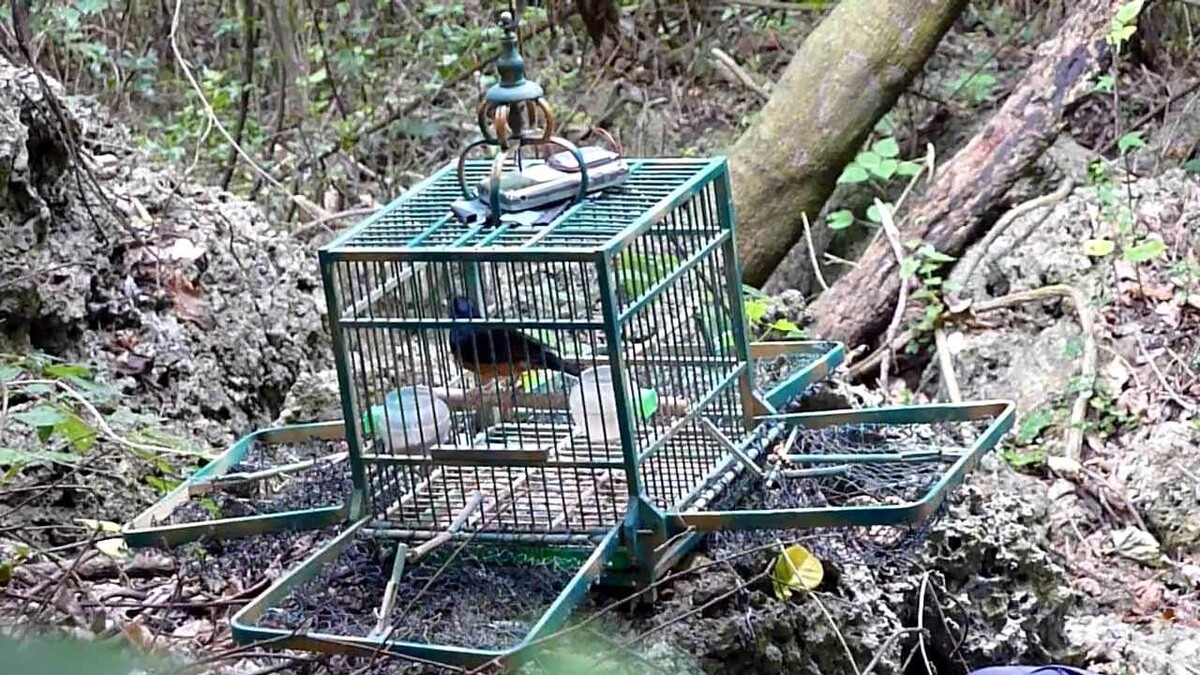 Ловушка на птиц