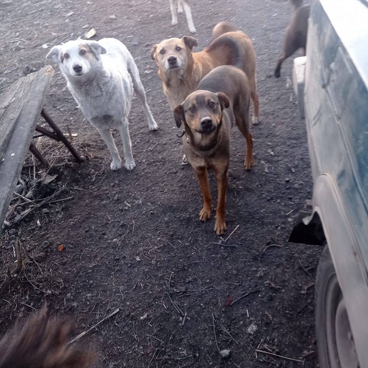 Наши подопечные. Как они смотрят, просто сердце разрывается! 