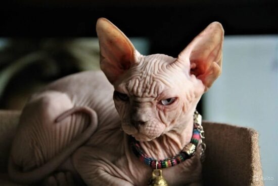 Фото: Яндекс картинки