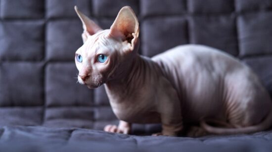 Фото: Яндекс картинки