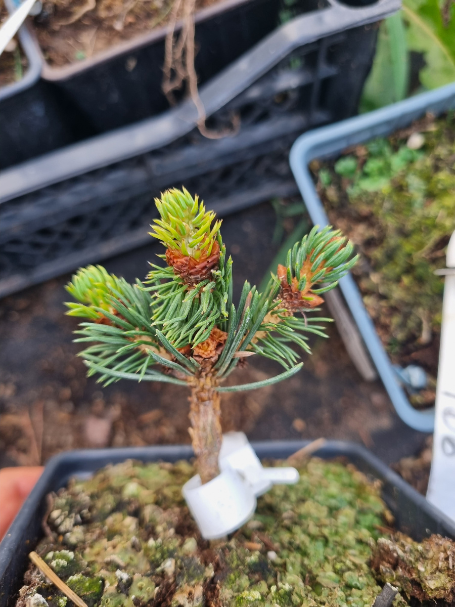 Ель колючая Лаки страйк Picea pungens 'Lucky Strike' первый прирост после прививки