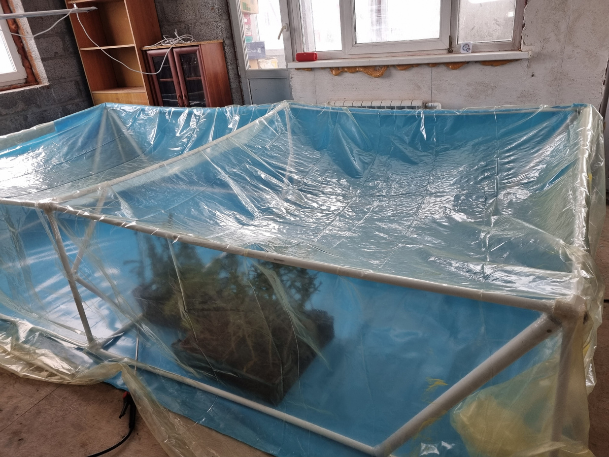 Теплица для зимней прививки ели и сосны