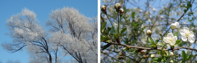 Времена года: Зима и Весна. Фотографии автора.