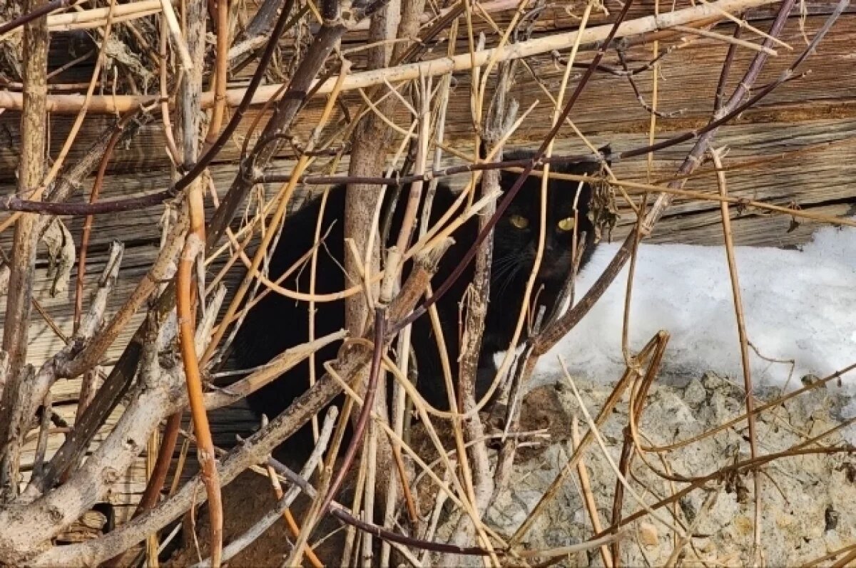    Всю ночь волонтёры спасали и ловили животных, которые норовили убежать.