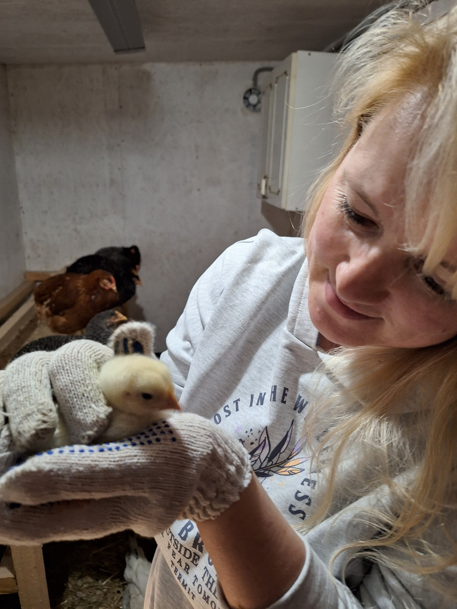 Цыплята "Росс-308"