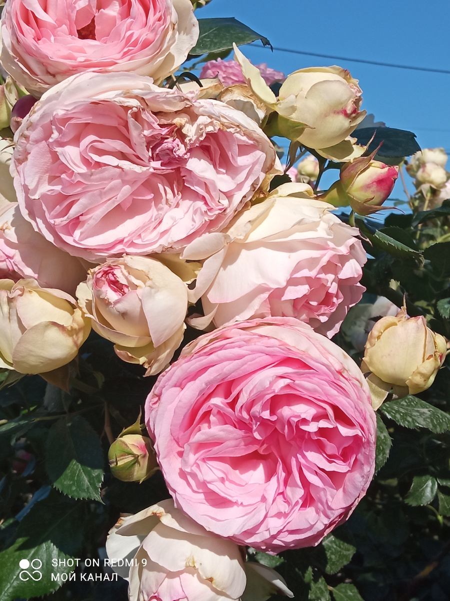 Эден Роуз. Эта роза у меня выросла из одной веточки-палочки.  Фото автора.