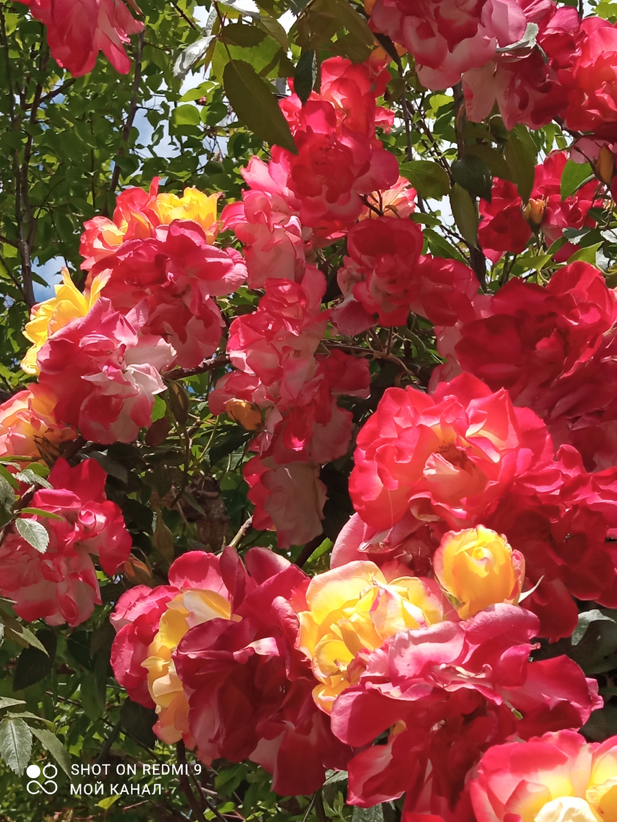 Роза Полька-бабочка. Если бы кто знал, из какого она заморыша выросла. Фото автора.