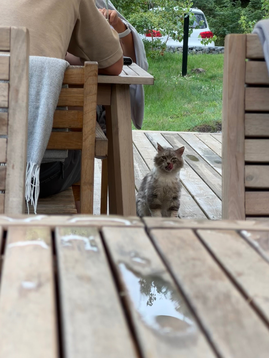 Котик на завтраке в гастробаре при «Викингуд»