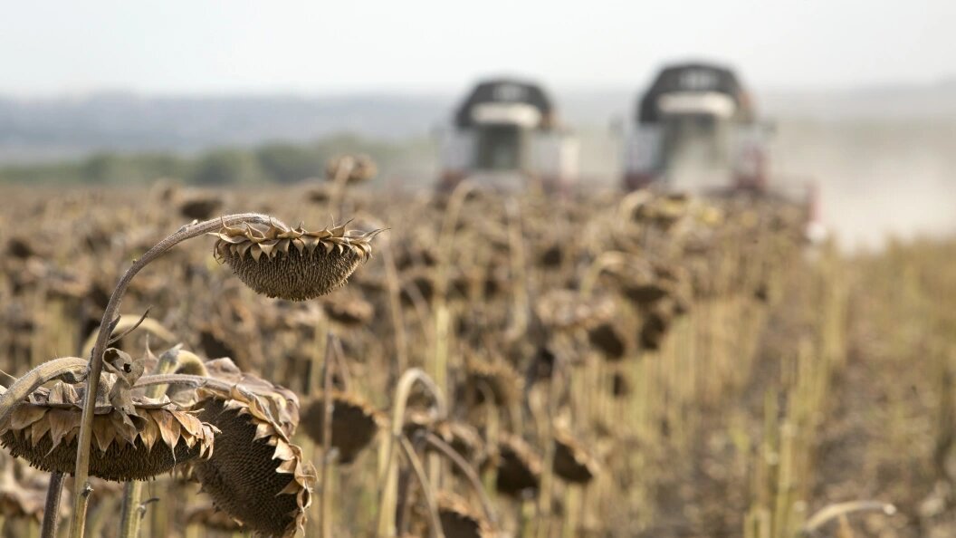    Nikolay Gyngazov/Global Look Press