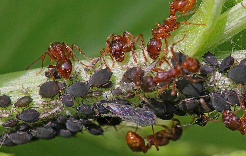 Муравьи и тля