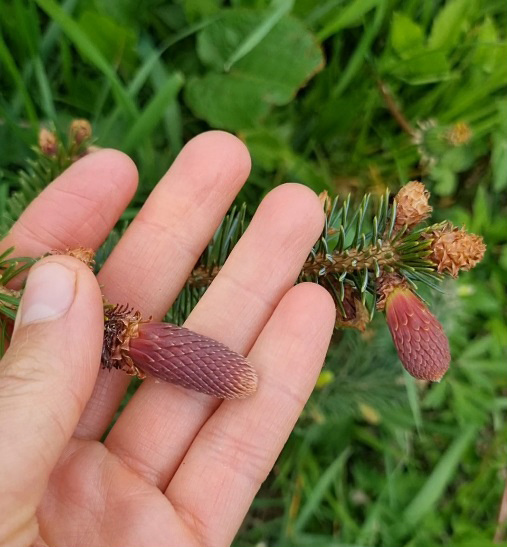 Picea omorica 'Roter Austrieb'