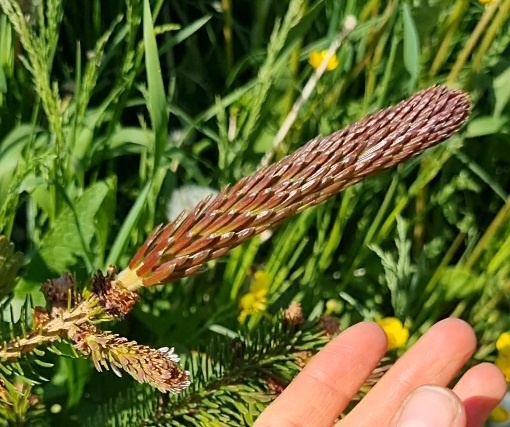 Ель сербская  Ротер Аустриеб