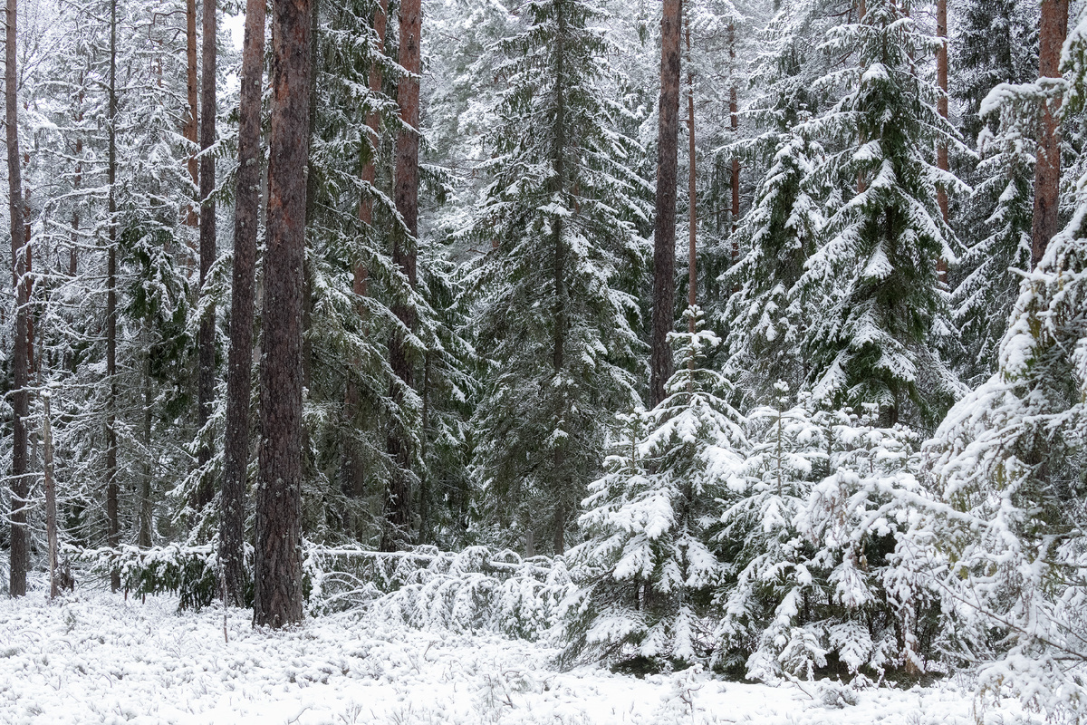 Южная граница тайги