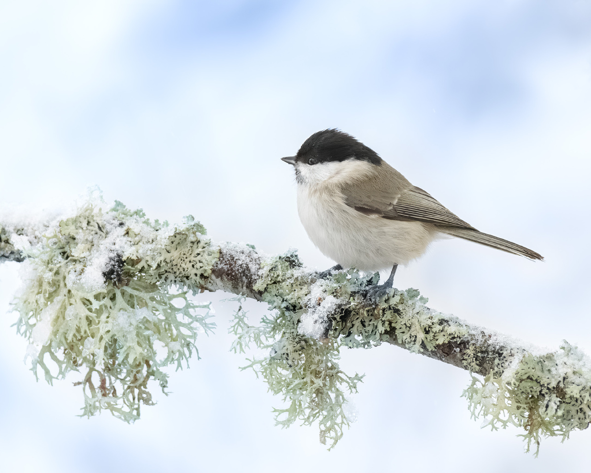 Моя первая встреча - чёрноголовая гаичка