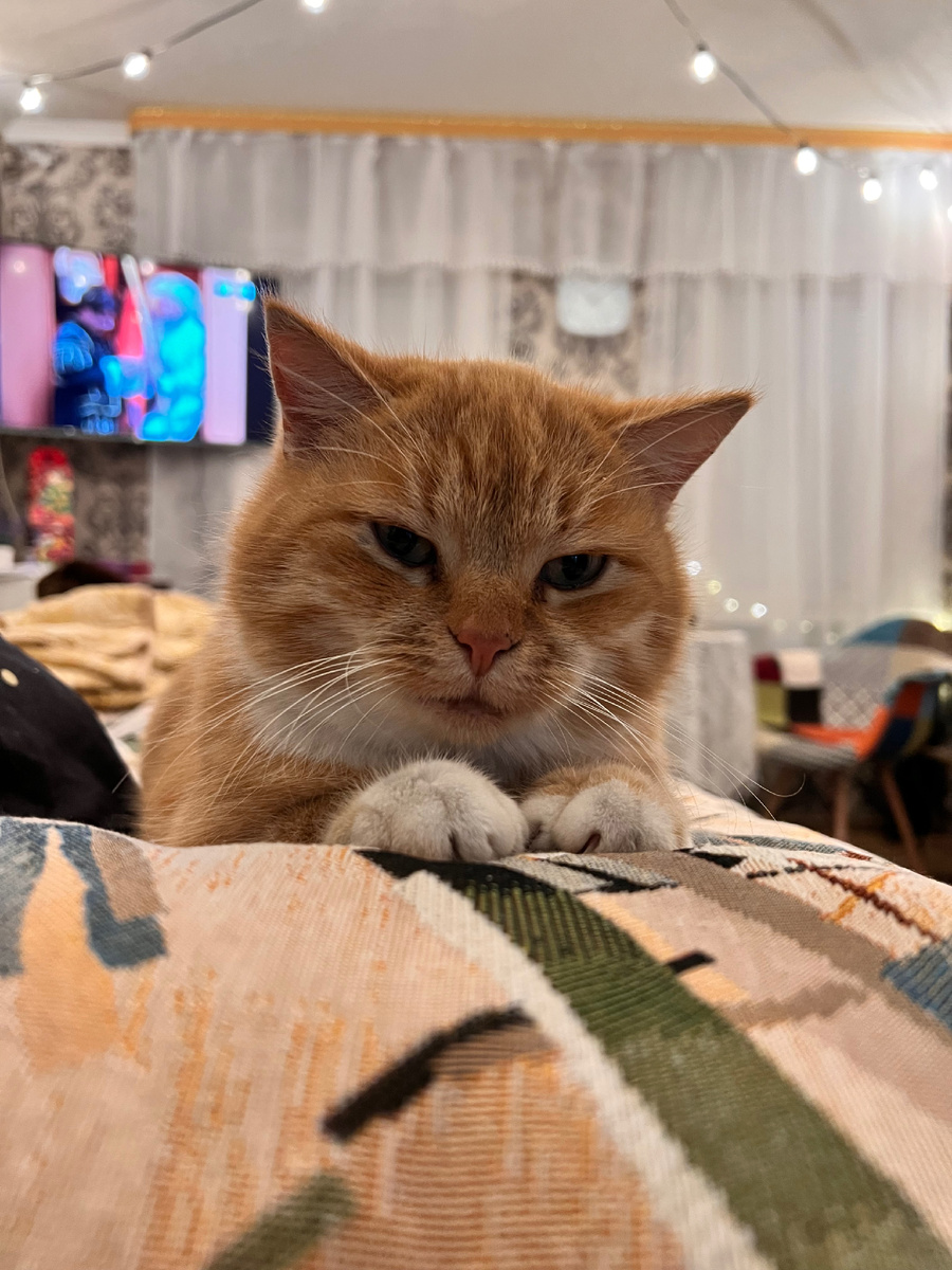 Согласно приметам, приход кошки в дом может иметь различные значения:

1)Чёрная кошка способна защитить дом от бед и сглаза. 
2)Белая кошка приходит к радости и счастью. Кроме того, она лечит от некоторых заболеваний и восстанавливает силы. 
3)Серые коты сплачивают семью, укрепляют её, а также выявляют тех гостей, что пришли в дом с недобрыми намерениями. 
4)Рыжий кот отгоняет воров, а ещё притягивает богатство и счастье. 
5)Трёхцветные кошки приходят для того, чтобы сплотить семью, а одинокому человеку помочь встретить свою вторую половинку. 
Однако стоит помнить, что приметы не имеют научного обоснования.