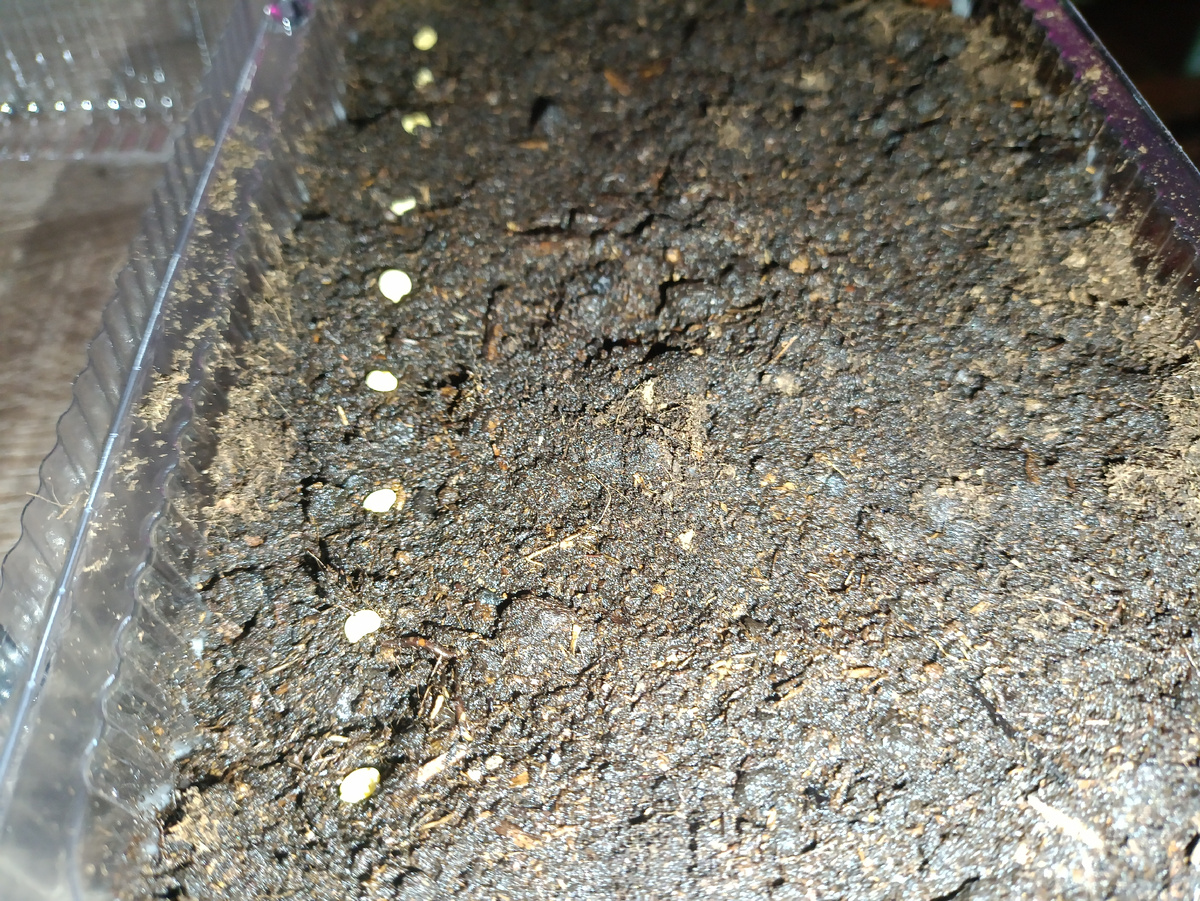 Первый рядочек