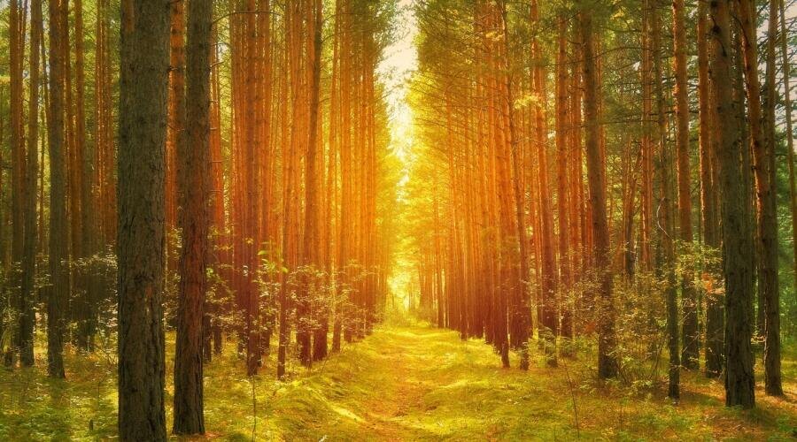     Фото: по лицензии CC0 Pxhere.com