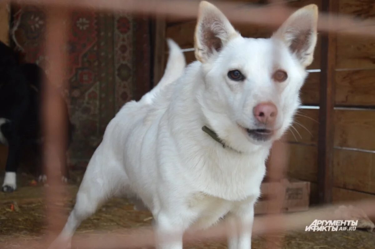    После гибели девочки на Ставрополье проверят домашние собачьи питомники