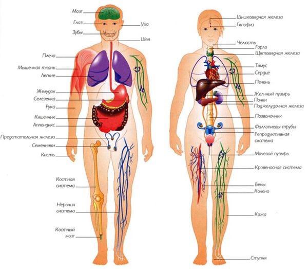 Устройство человека